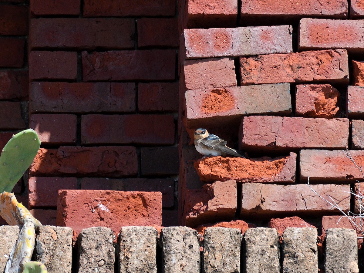 Cave Swallow - ML91122401