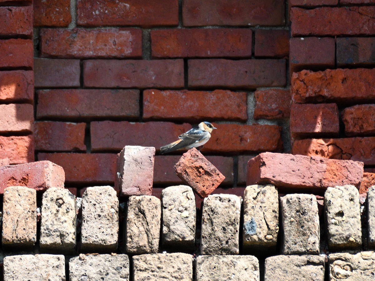 Cave Swallow - ML91122431