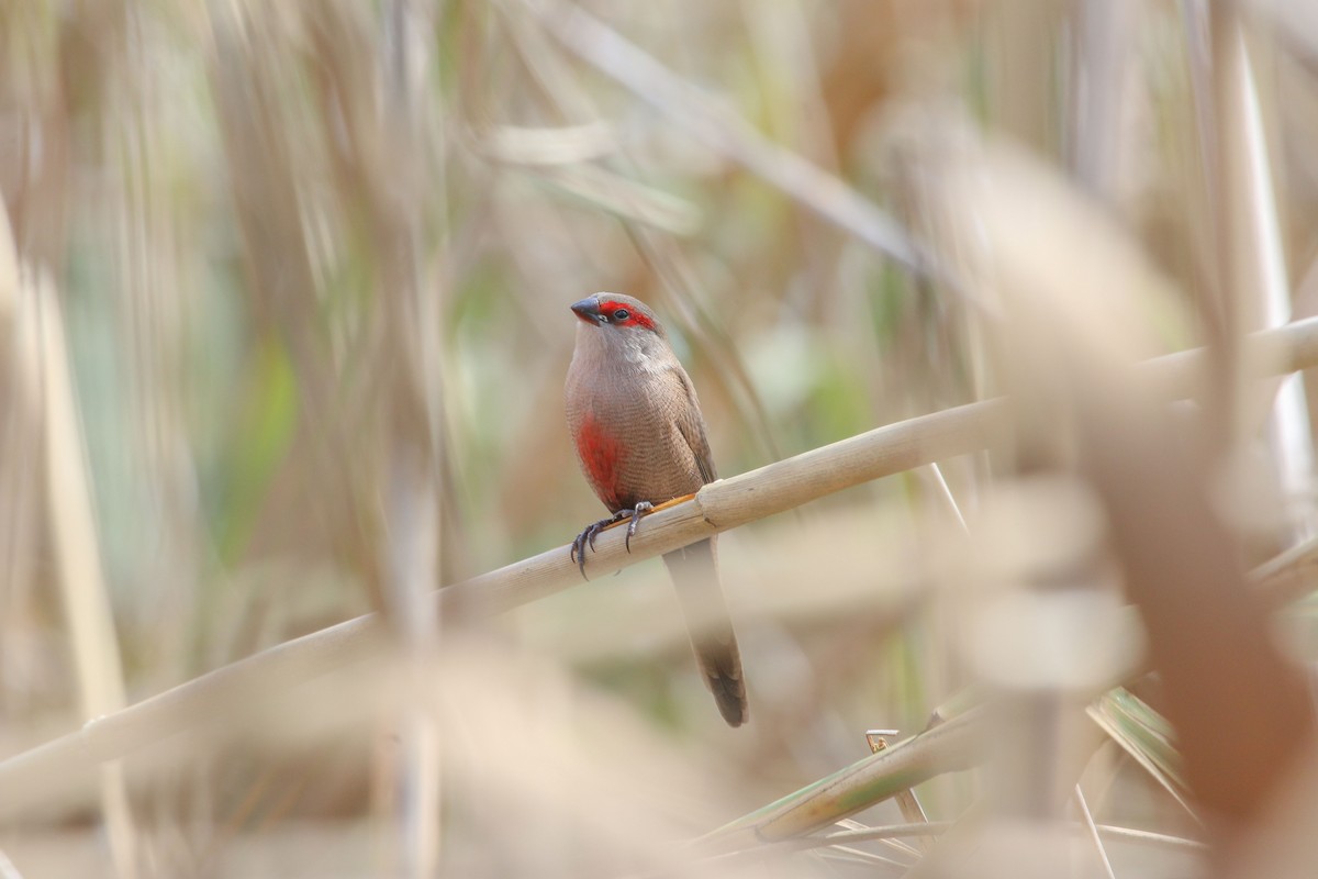 Common Waxbill - Allison Miller