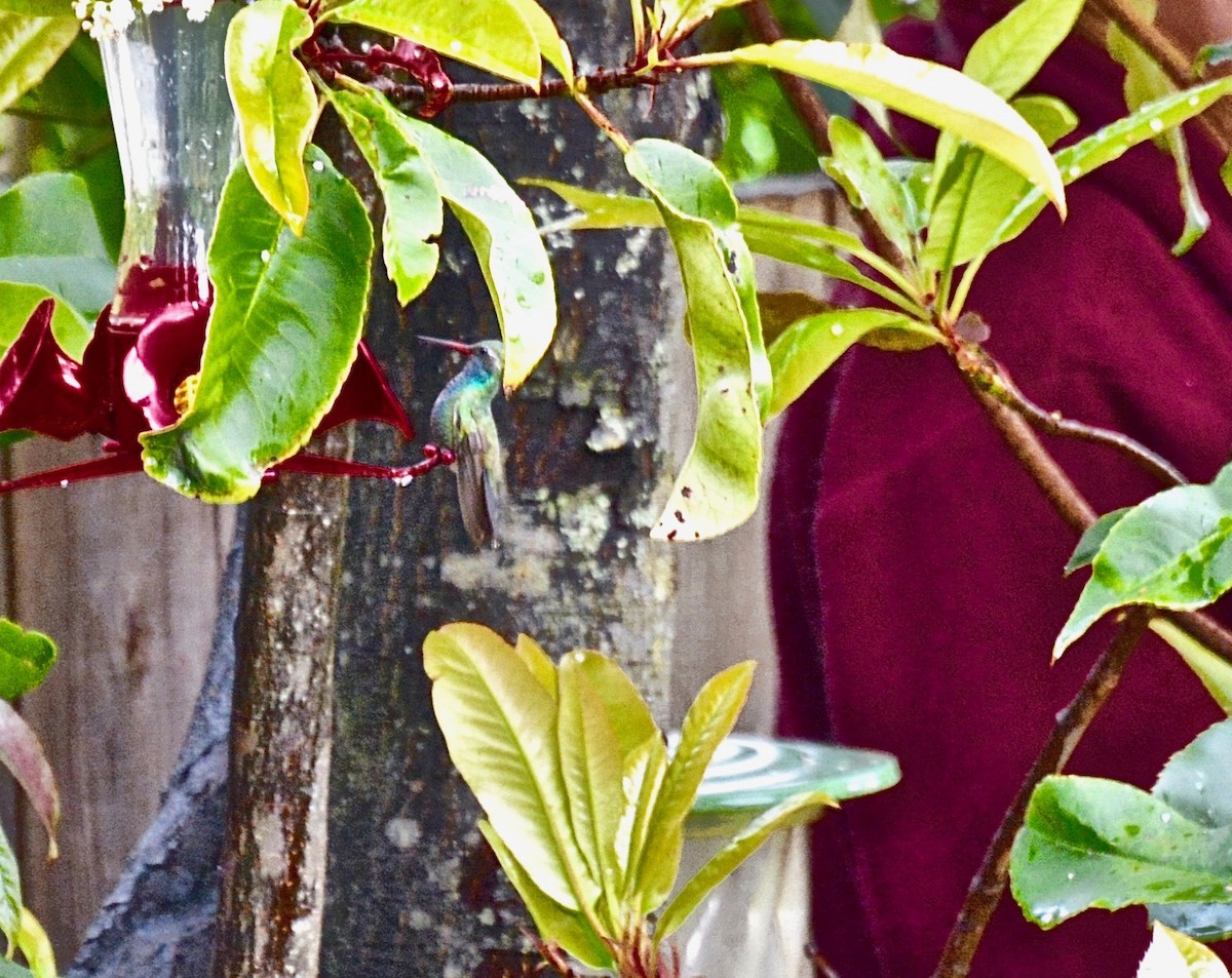 Ширококлювый колибри - ML91122631