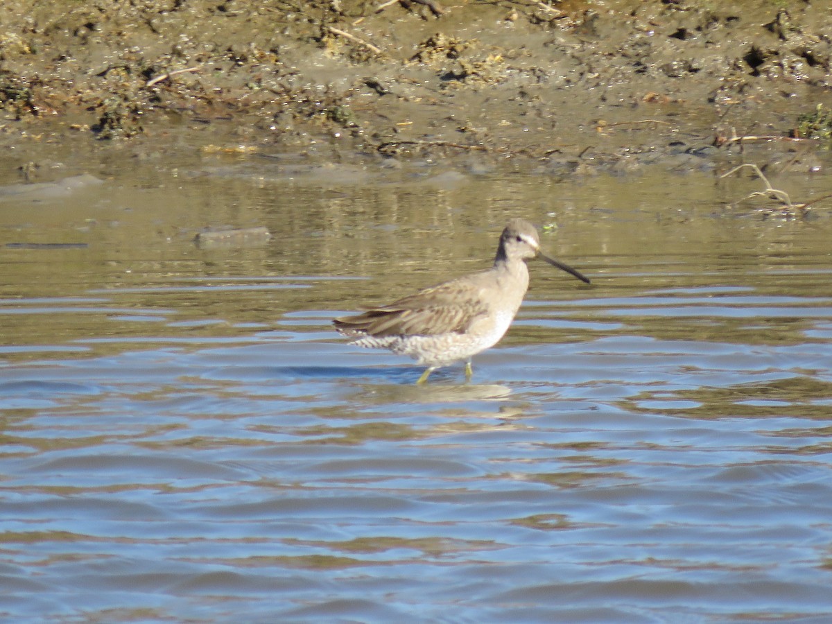 Short-billed Dowitcher - ML91123561