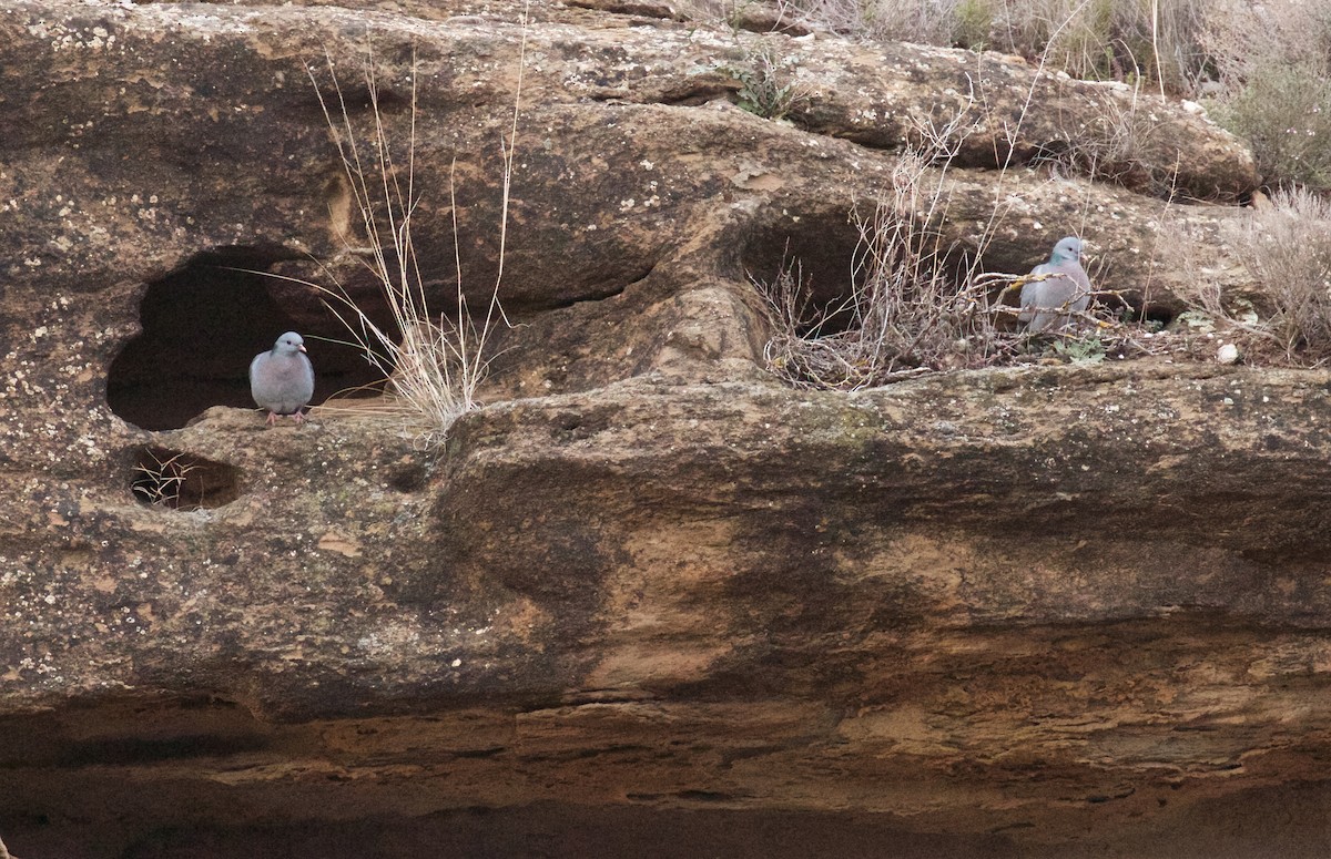 Stock Dove - ML91123781