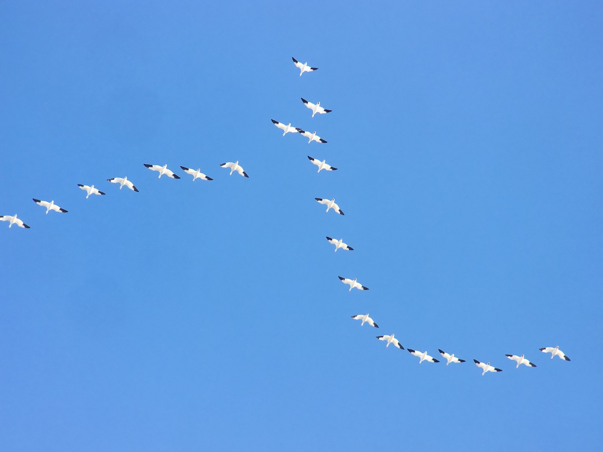 Цасны галуу - ML91124031