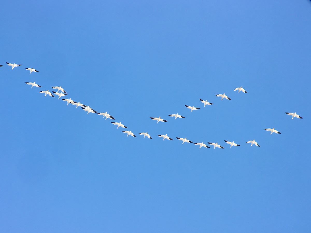 Цасны галуу - ML91124041