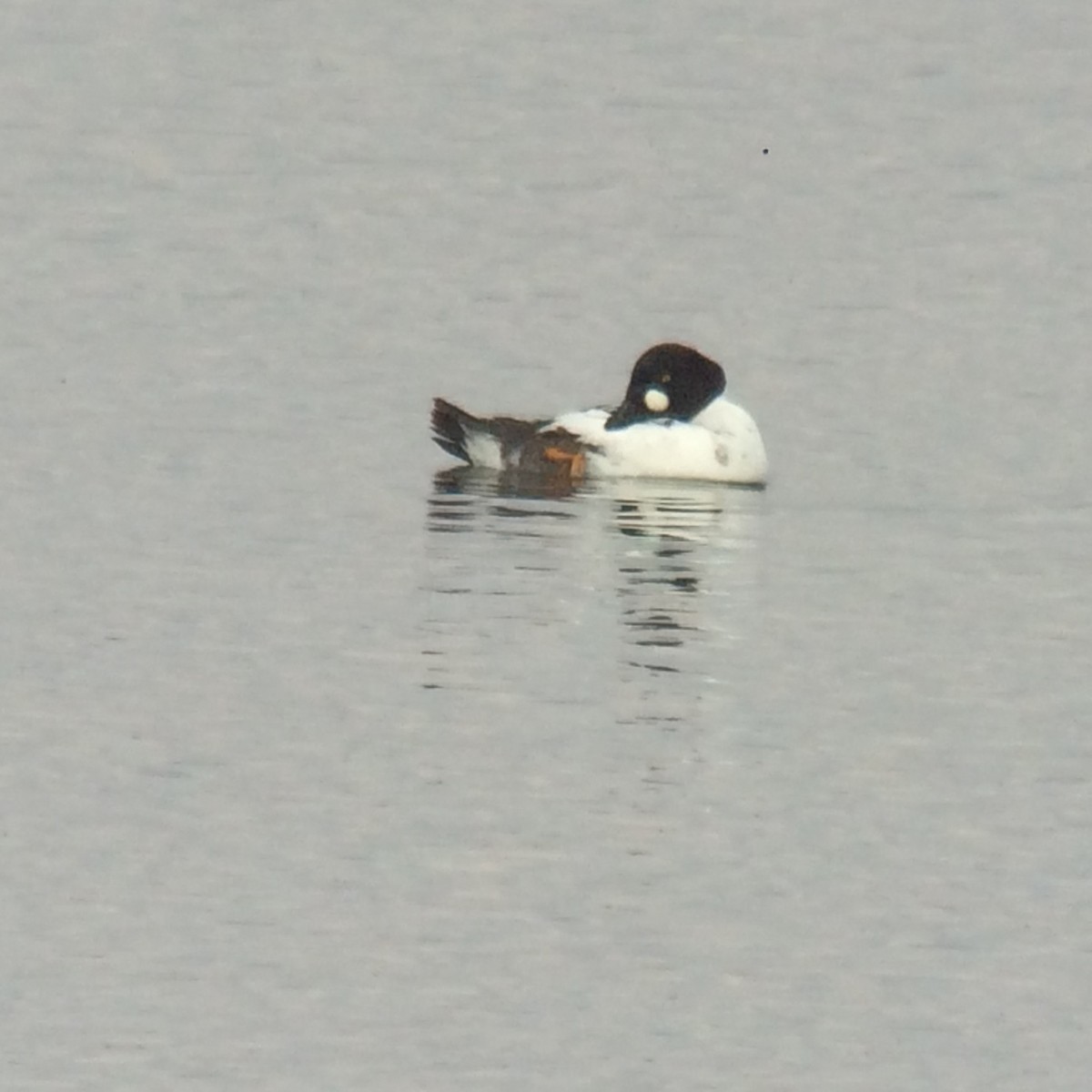 Common Goldeneye - Michael Lemcke