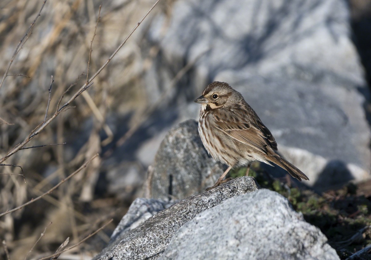 Song Sparrow - ML91124361