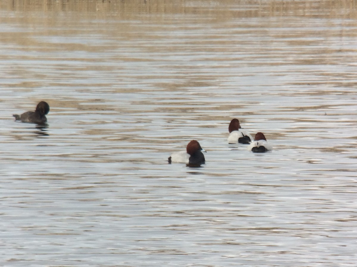 Common Pochard - ML91124621