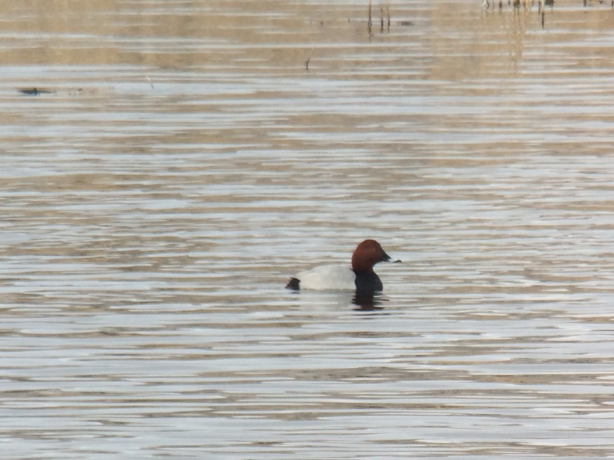 Common Pochard - ML91124631