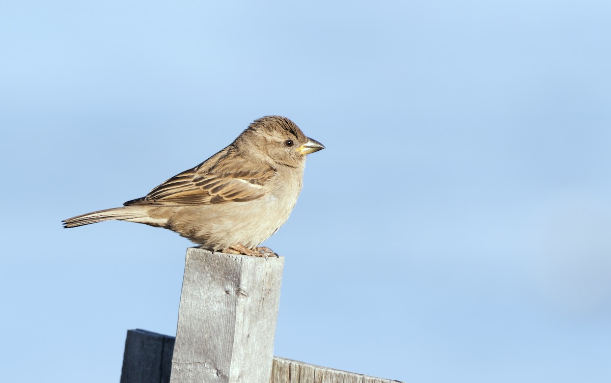 House Sparrow - ML91125141