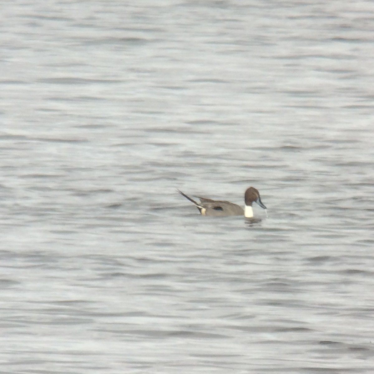 Northern Pintail - Michael Lemcke