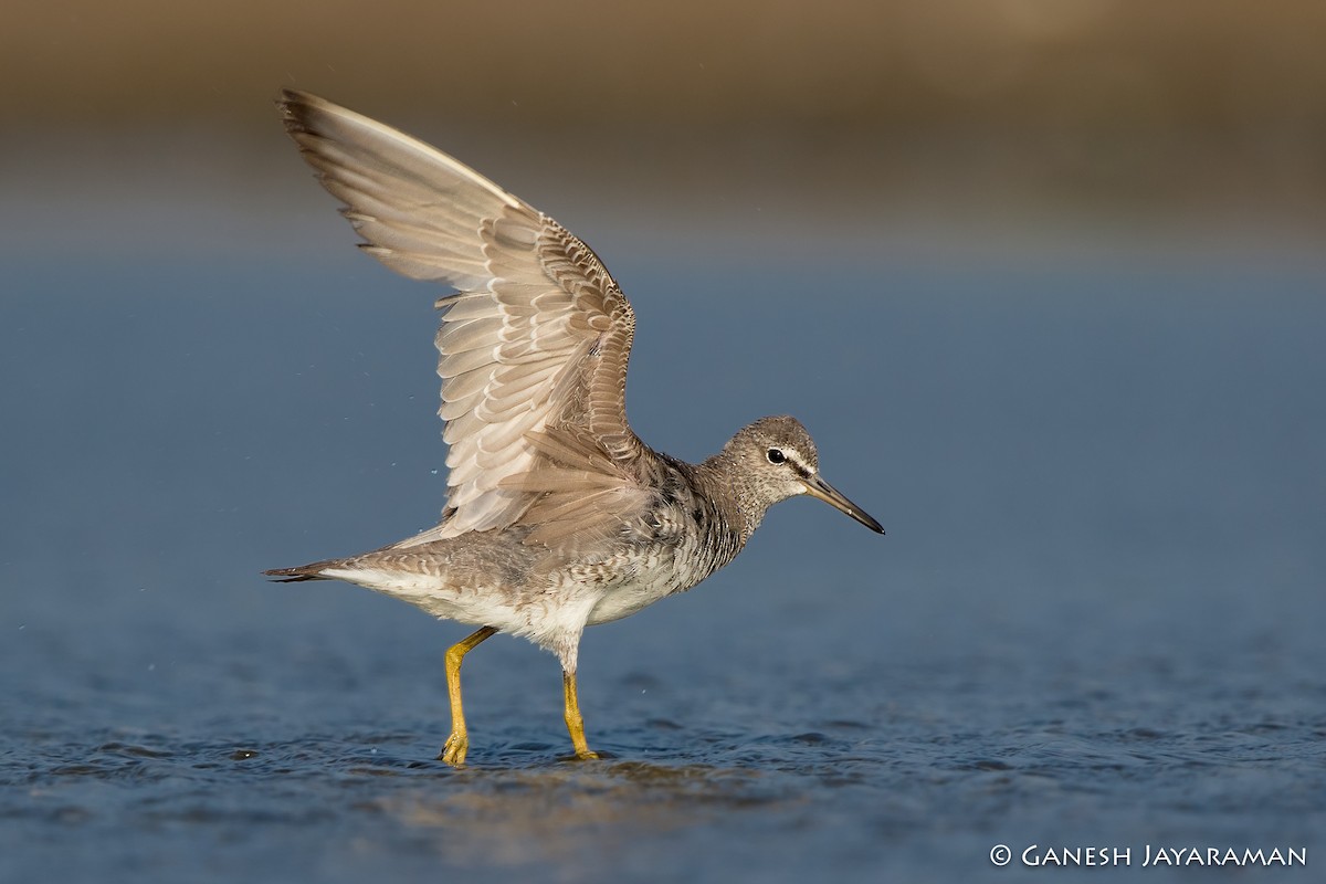 Gray-tailed Tattler - ML91126491