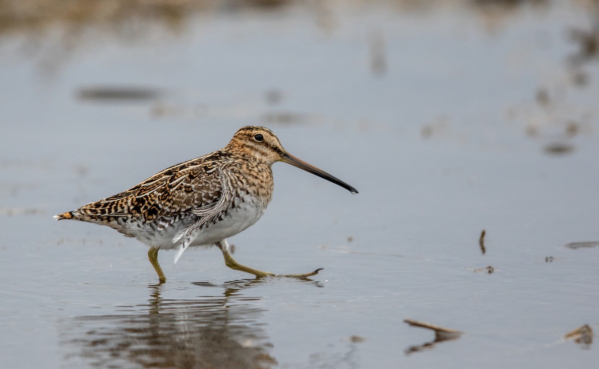 Wilson's Snipe - ML91128551