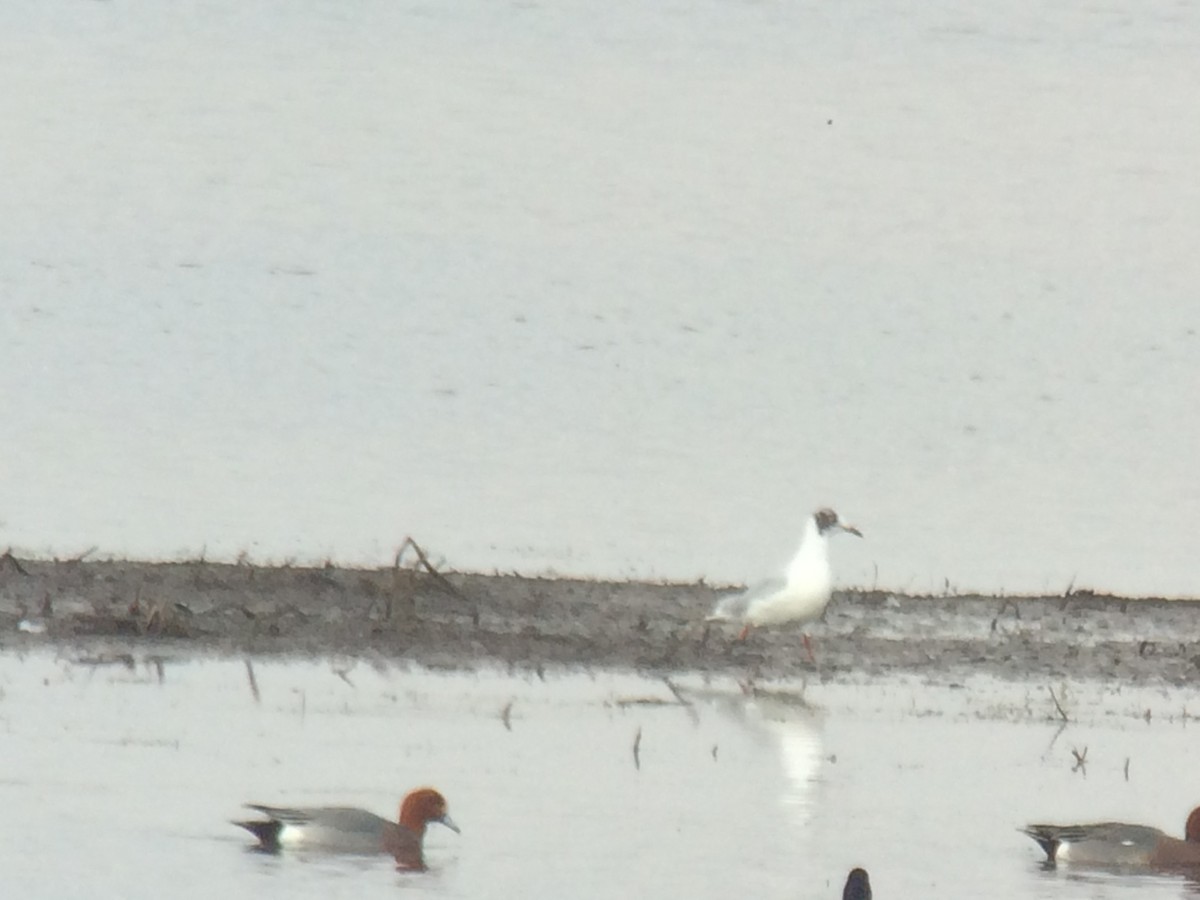 Eurasian Wigeon - Michael Lemcke