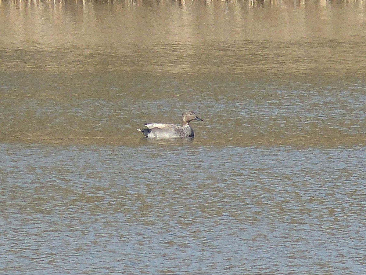Gadwall - ML91129871