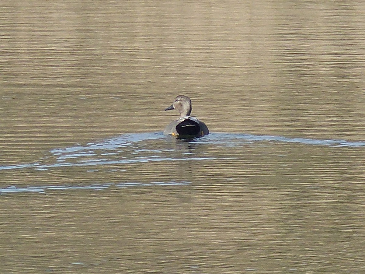Gadwall - ML91129881