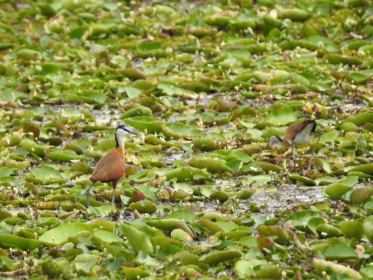 Jacana à poitrine dorée - ML91129891