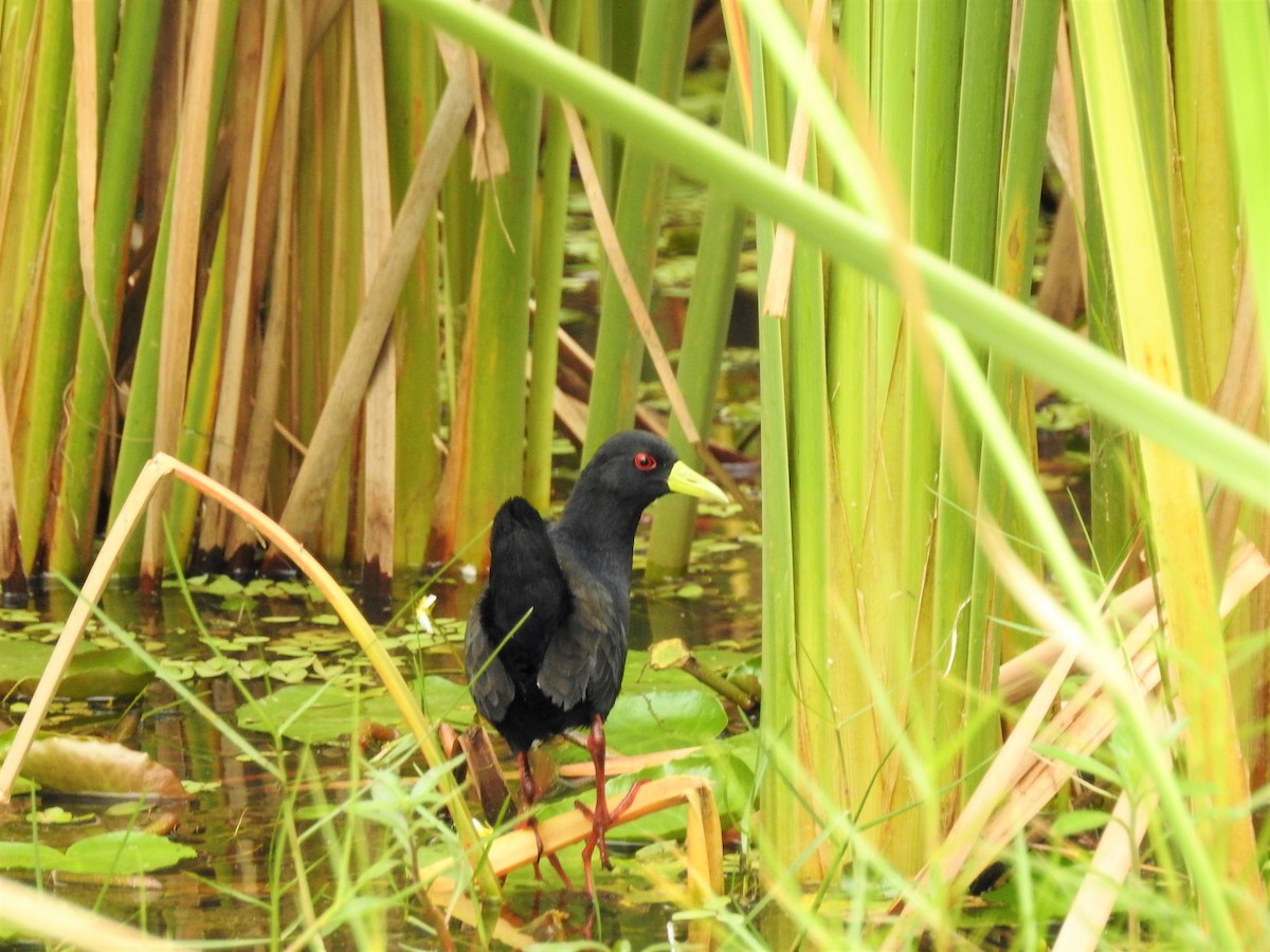 Polluela Negra Africana - ML91129961