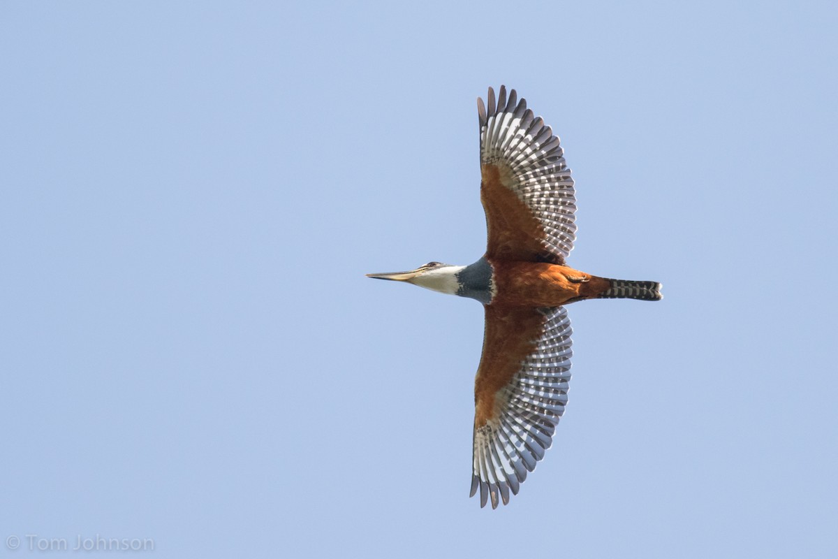 Ringed Kingfisher - Tom Johnson