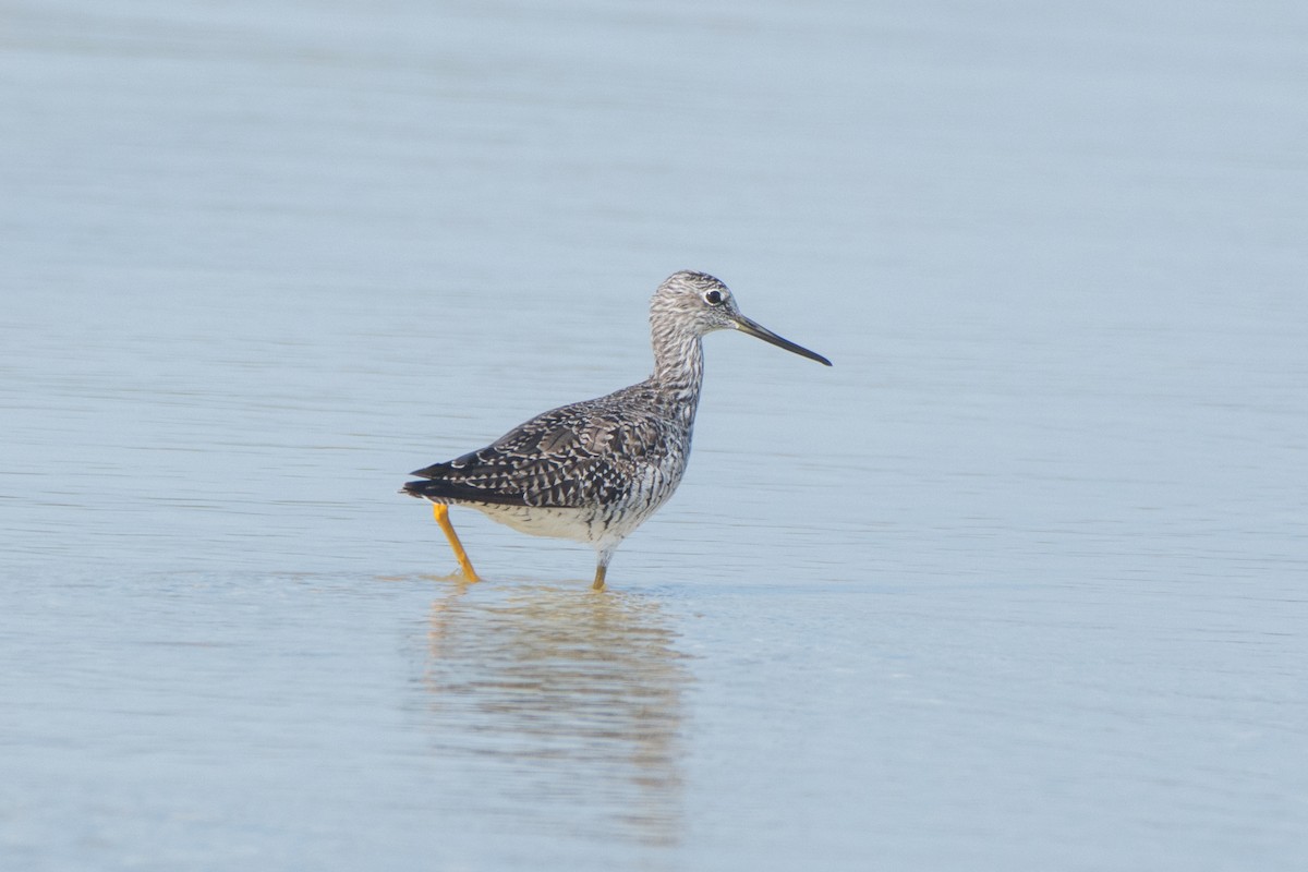 Greater Yellowlegs - ML91131251