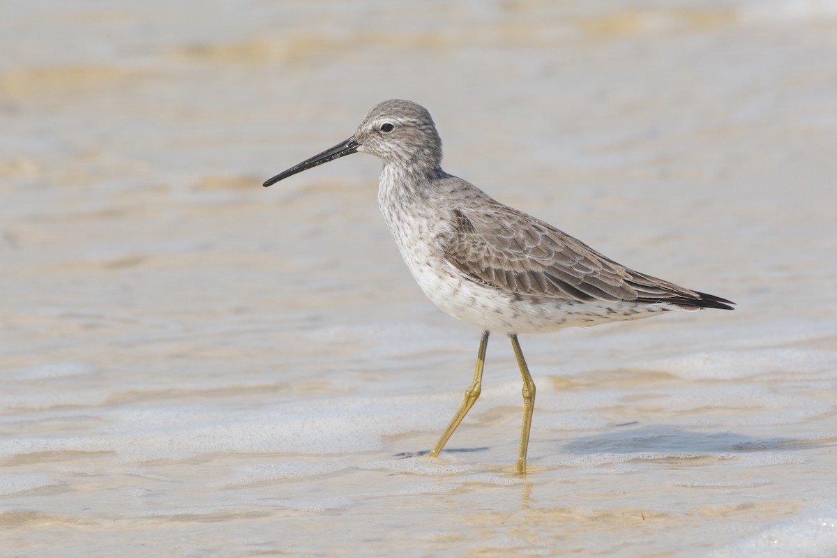 Stilt Sandpiper - ML91131261