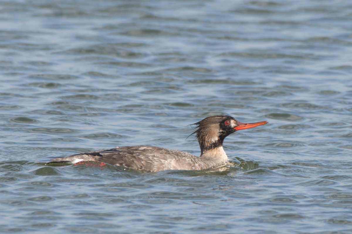 Red-breasted Merganser - ML91131321