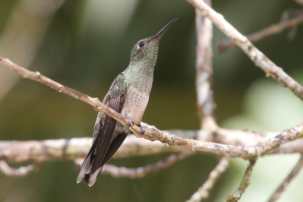 Scaly-breasted Hummingbird - ML91132441