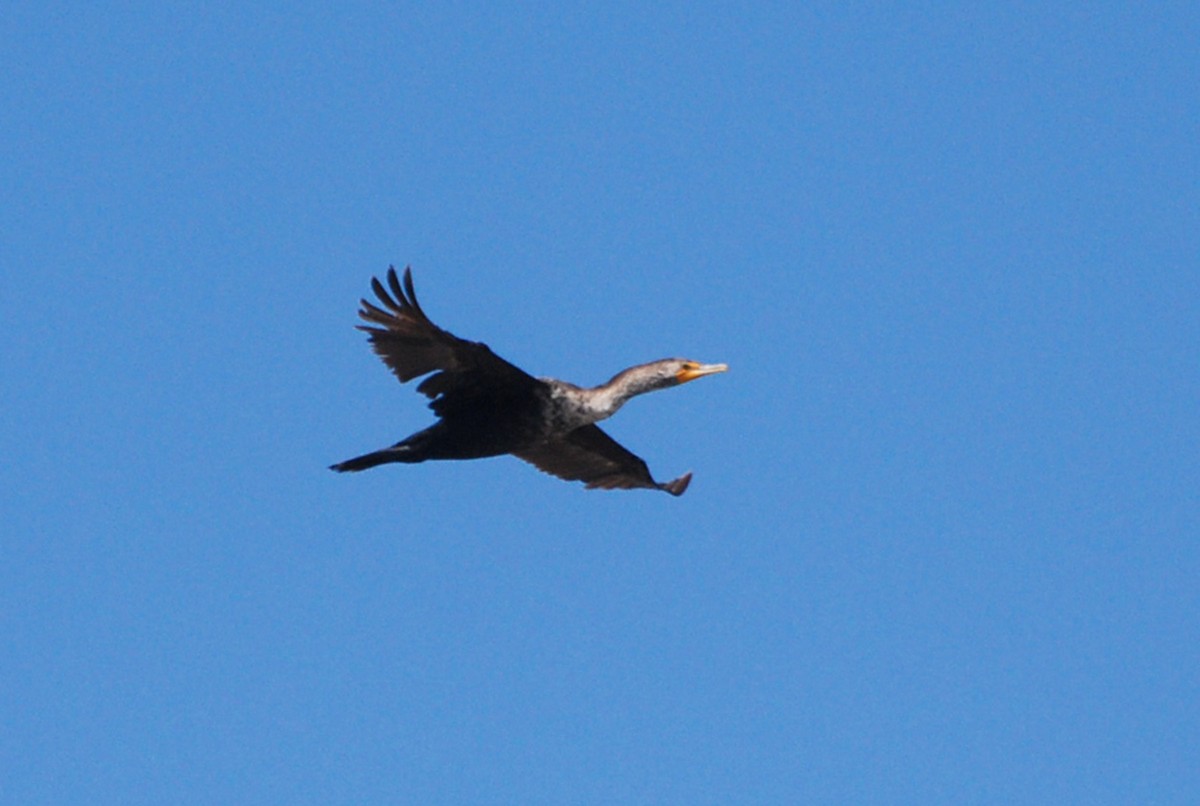 Double-crested Cormorant - Robert Dobbs