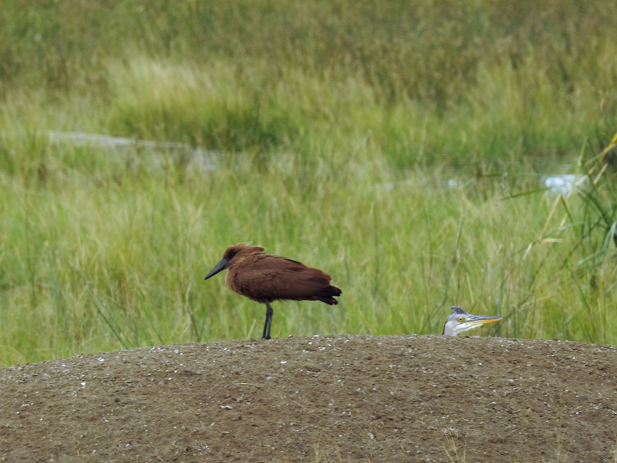 Hamerkop - ML91135331