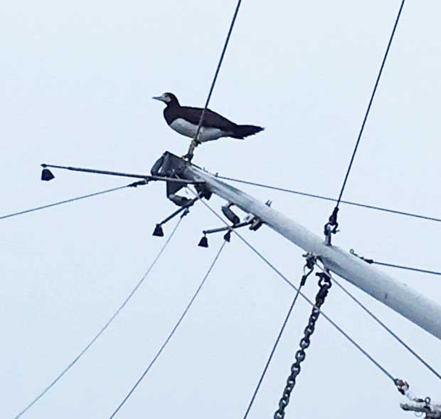 Brown Booby - Alaska Checklist Committee Data