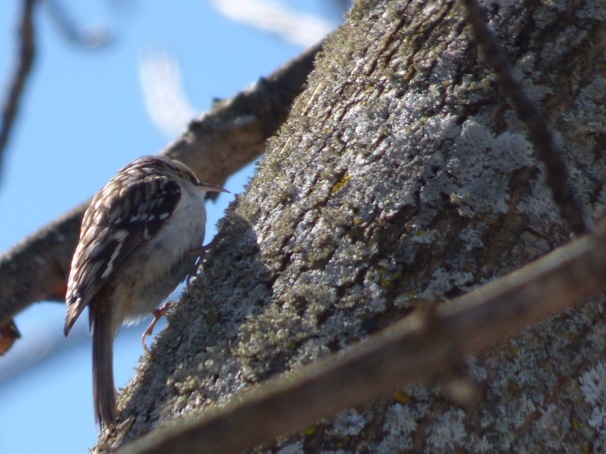 Brown Creeper - ML91139631