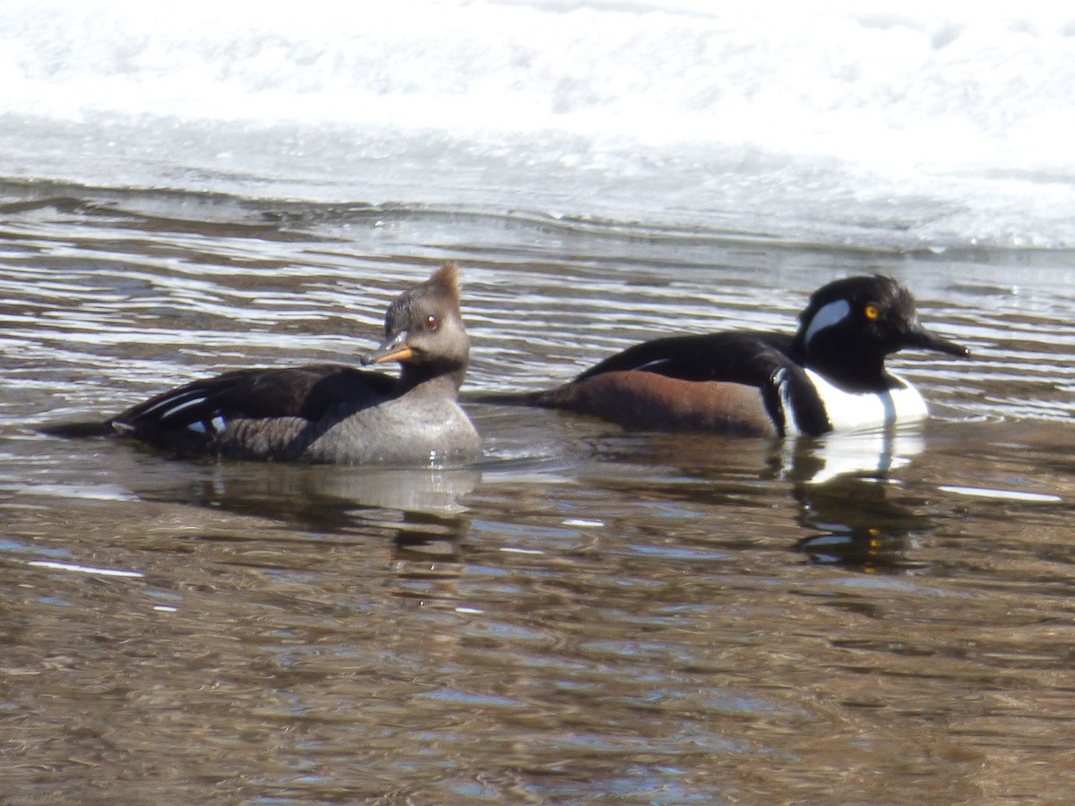 Hooded Merganser - ML91140011