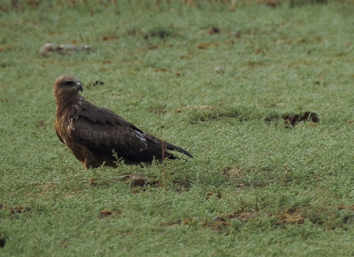 Black Kite - ML91140881