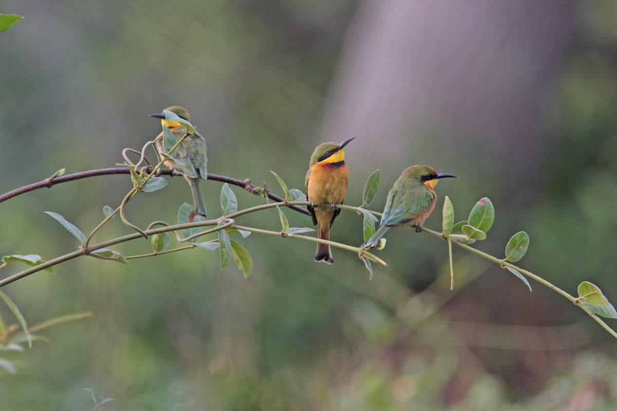 Little Bee-eater - ML91144471