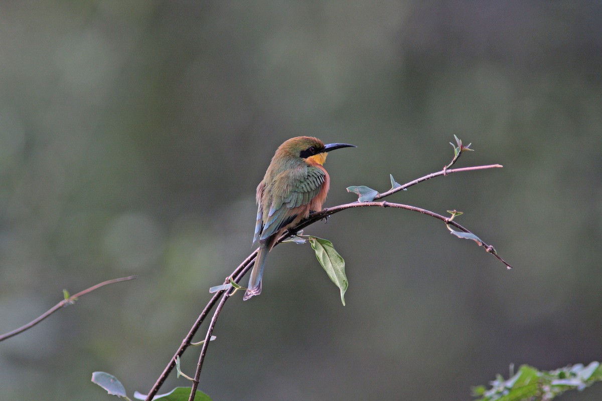 Little Bee-eater - ML91144481