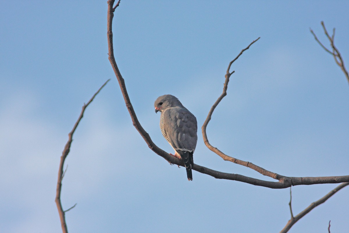 Lizard Buzzard - ML91144601