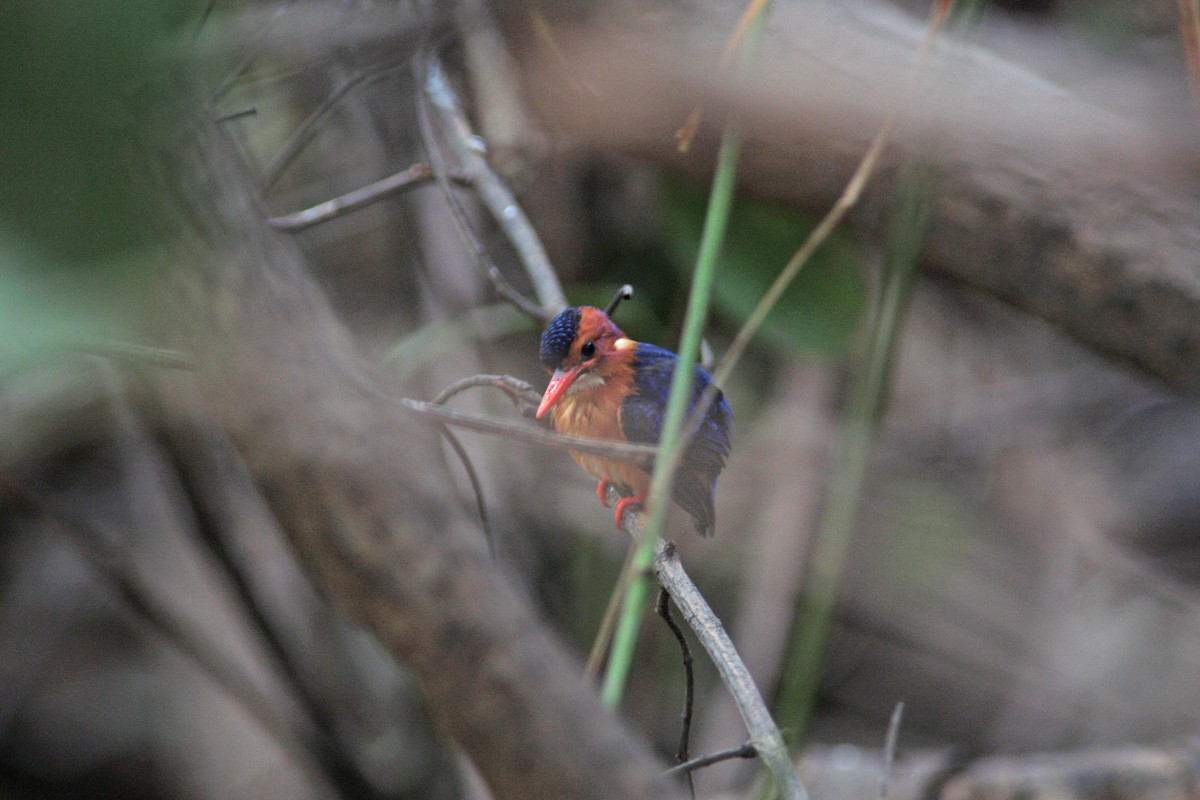 African Pygmy Kingfisher - ML91144701