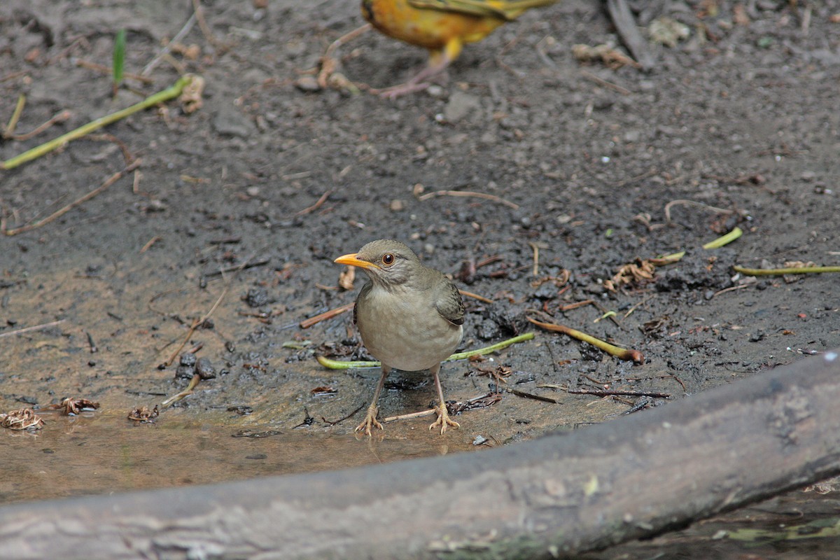 African Thrush - ML91145281