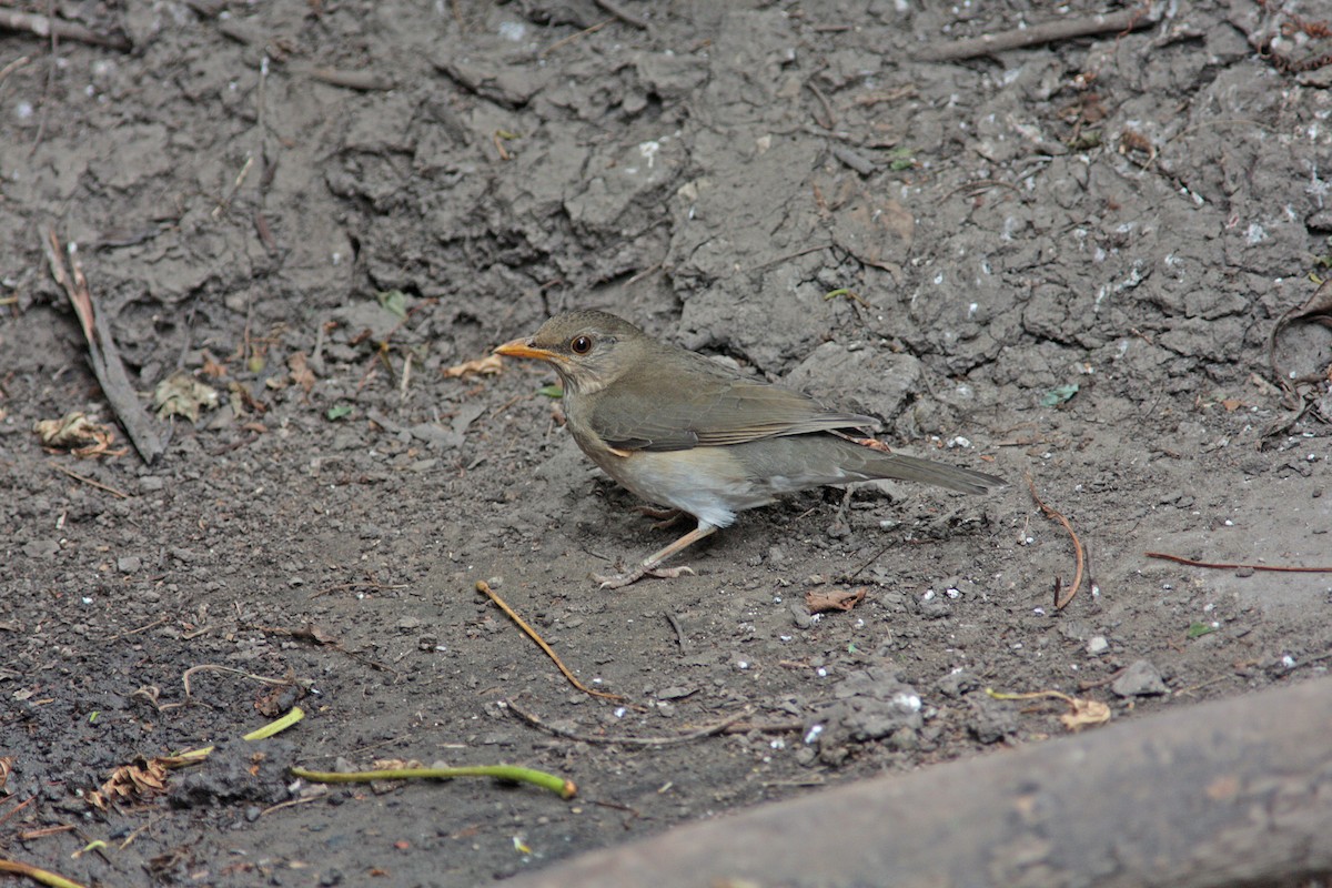 African Thrush - ML91145301