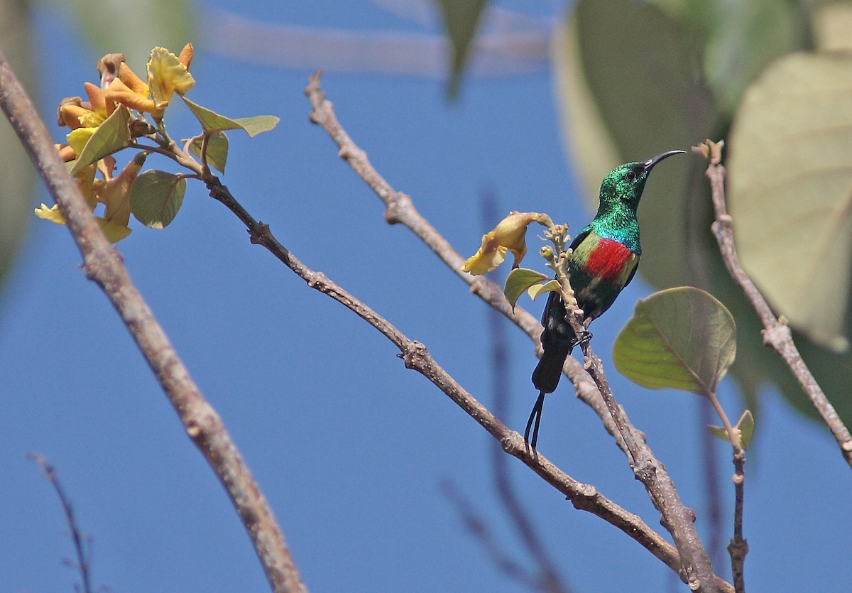 Beautiful Sunbird - ML91145461