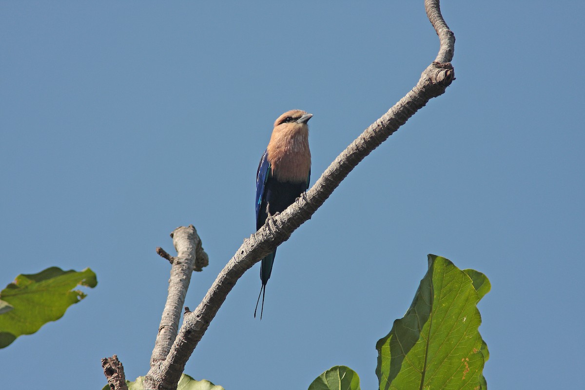 Blue-bellied Roller - ML91145851