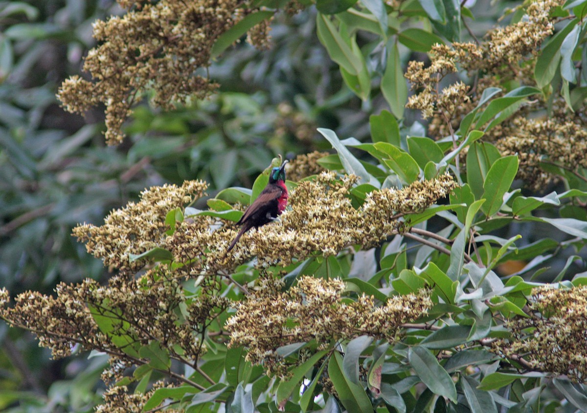 Scarlet-chested Sunbird - ML91146461