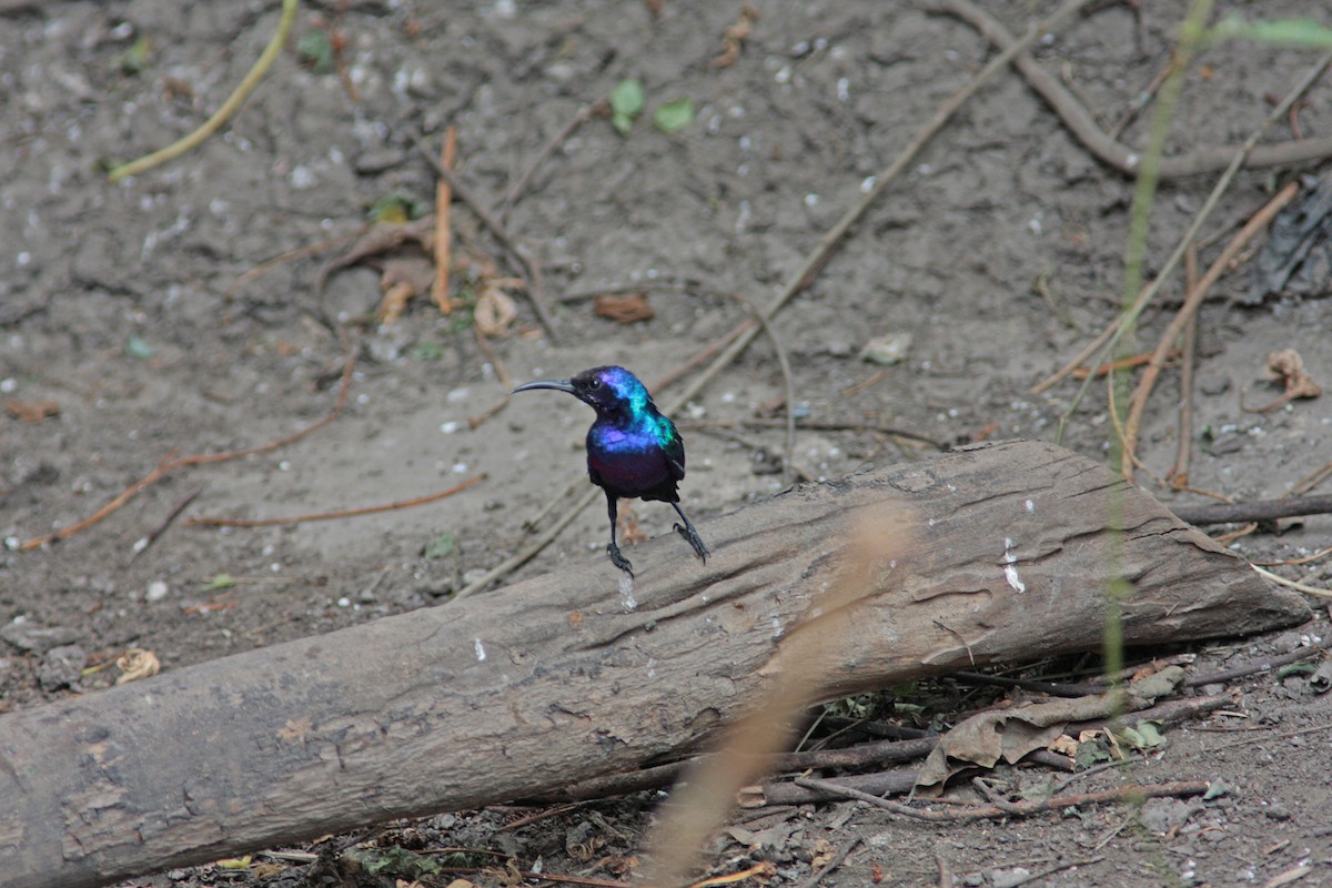 Splendid Sunbird - ML91146641