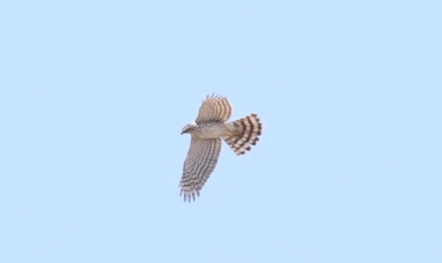 Cooper's Hawk - ML91146761