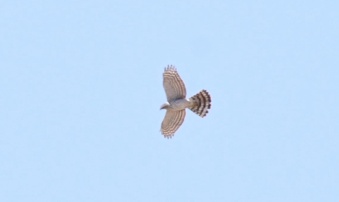 Cooper's Hawk - ML91146771