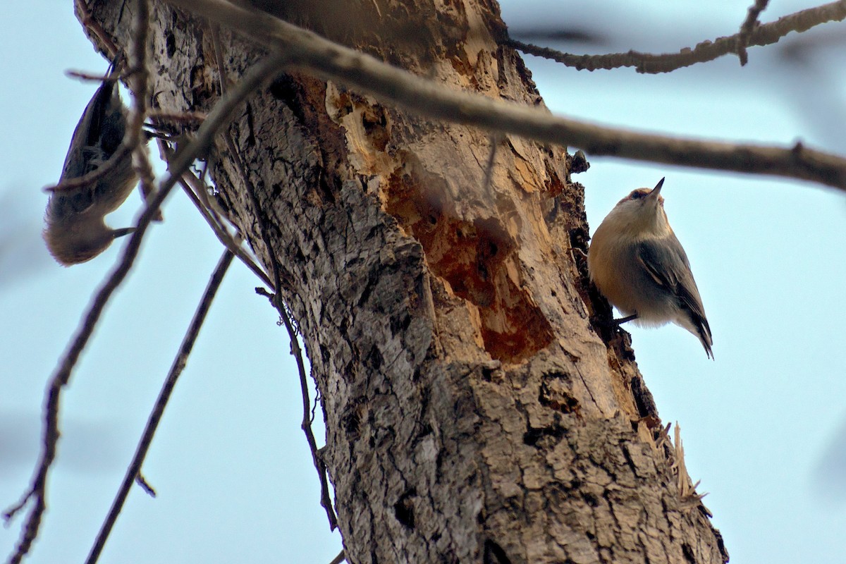 Brown-headed Nuthatch - Niki Robertson