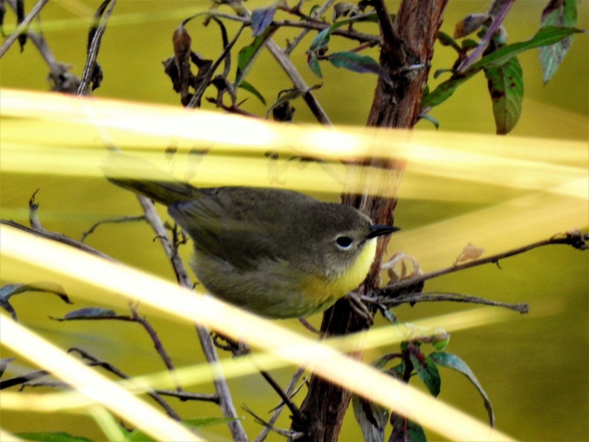 Common Yellowthroat - ML91147471