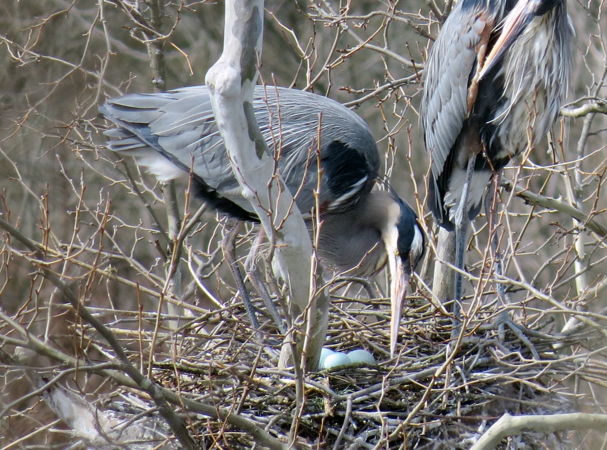 Great Blue Heron - Lauren Nagoda