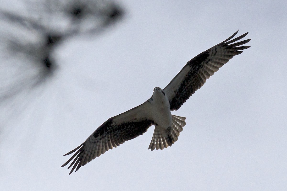 Osprey - ML91148351