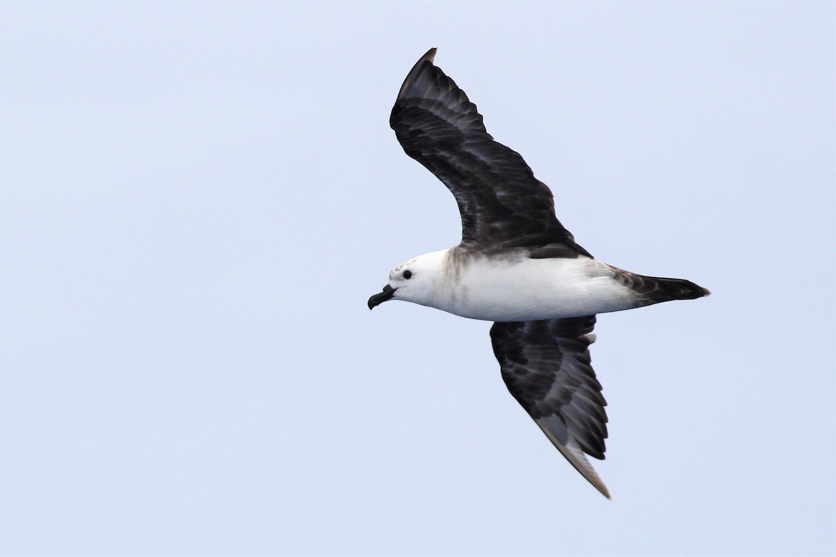 克島圓尾穴鳥 - ML91148441