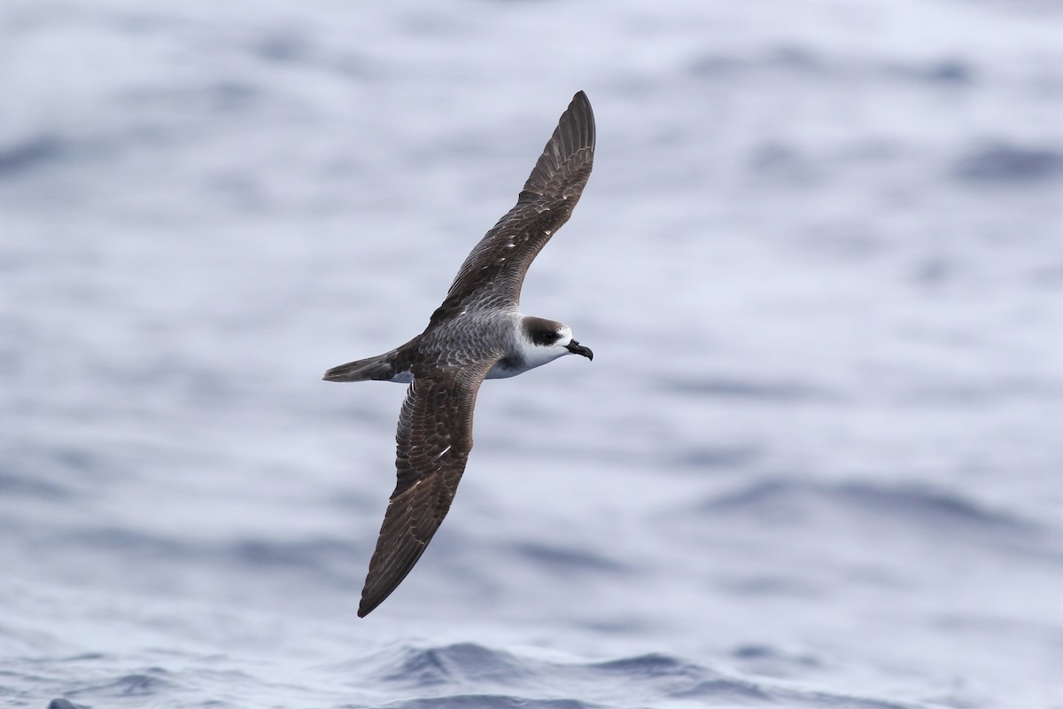 White-necked Petrel - Andrew Naumann